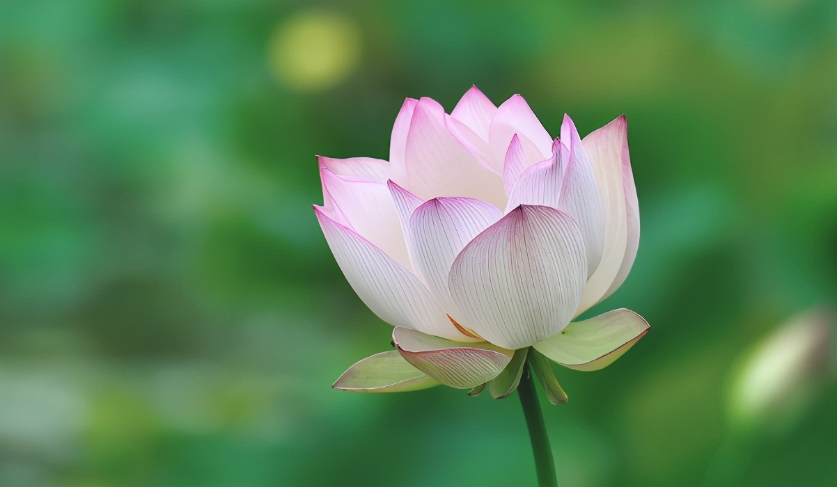 命里有时终须有凡事不要太强求,命里有时终须有做人要学会认命