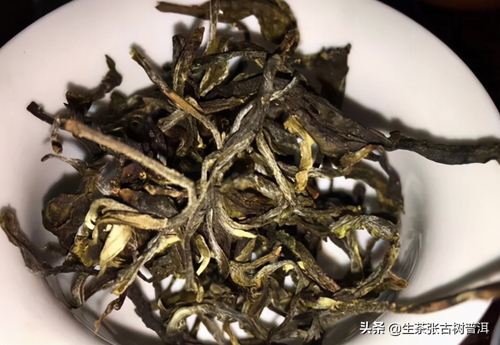 干货分享西双版纳普洱茶茶山行,普洱茶马古道起点