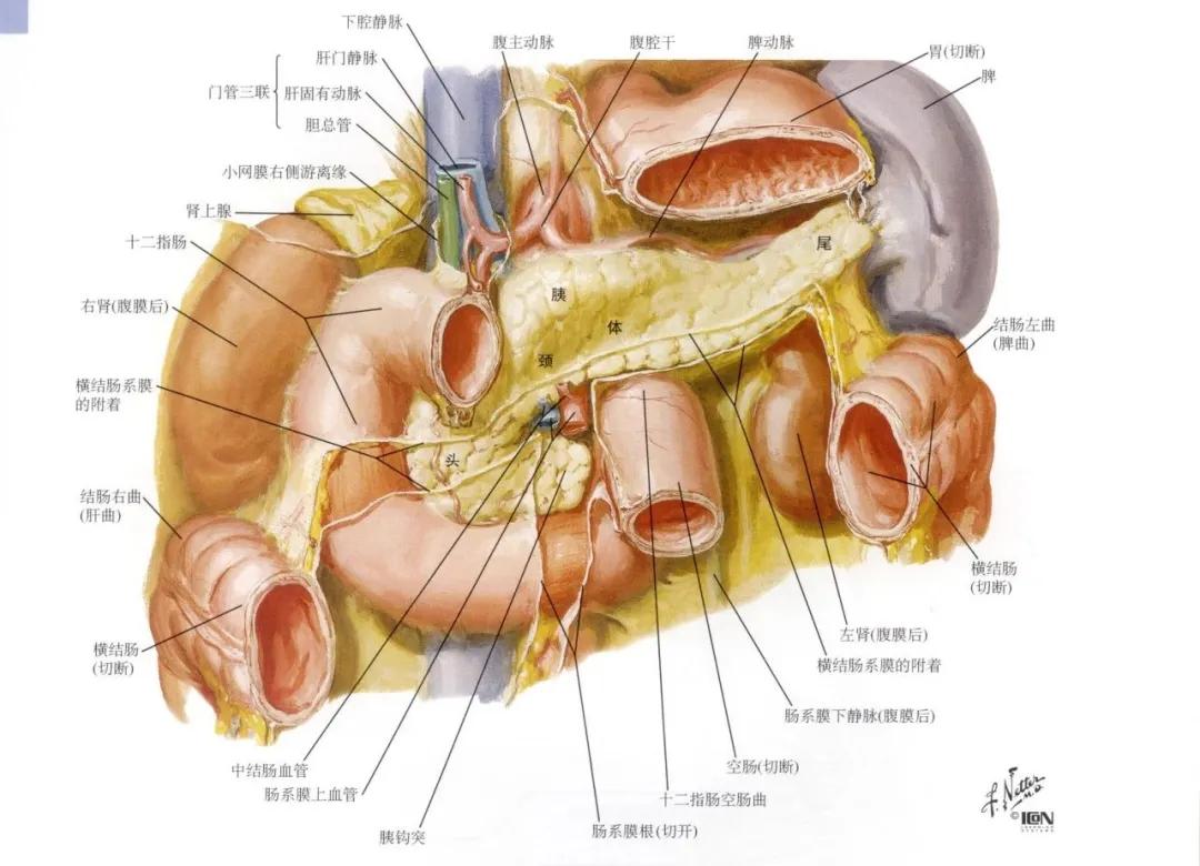 早期易忽视，发现即晚期，治疗效果差，胰腺癌为什么这么难？