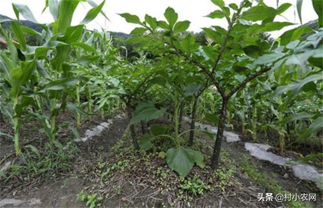 魔芋种植成功率高吗,未来魔芋种植前景如何