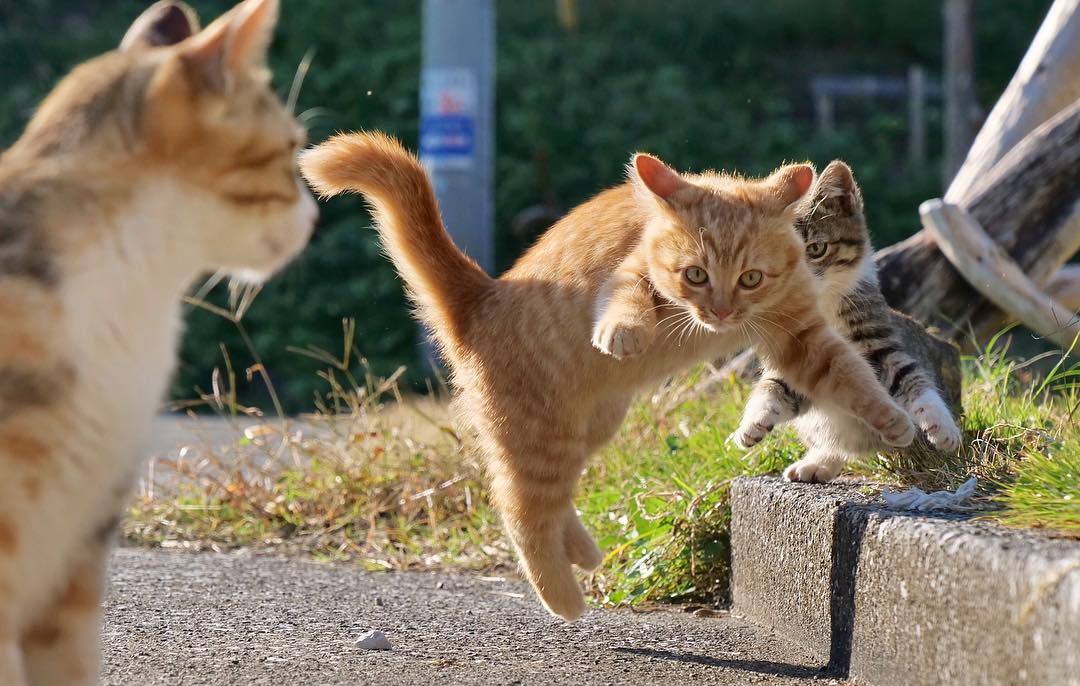 英短杂交中华田园猫,怎样鉴别中华田园猫