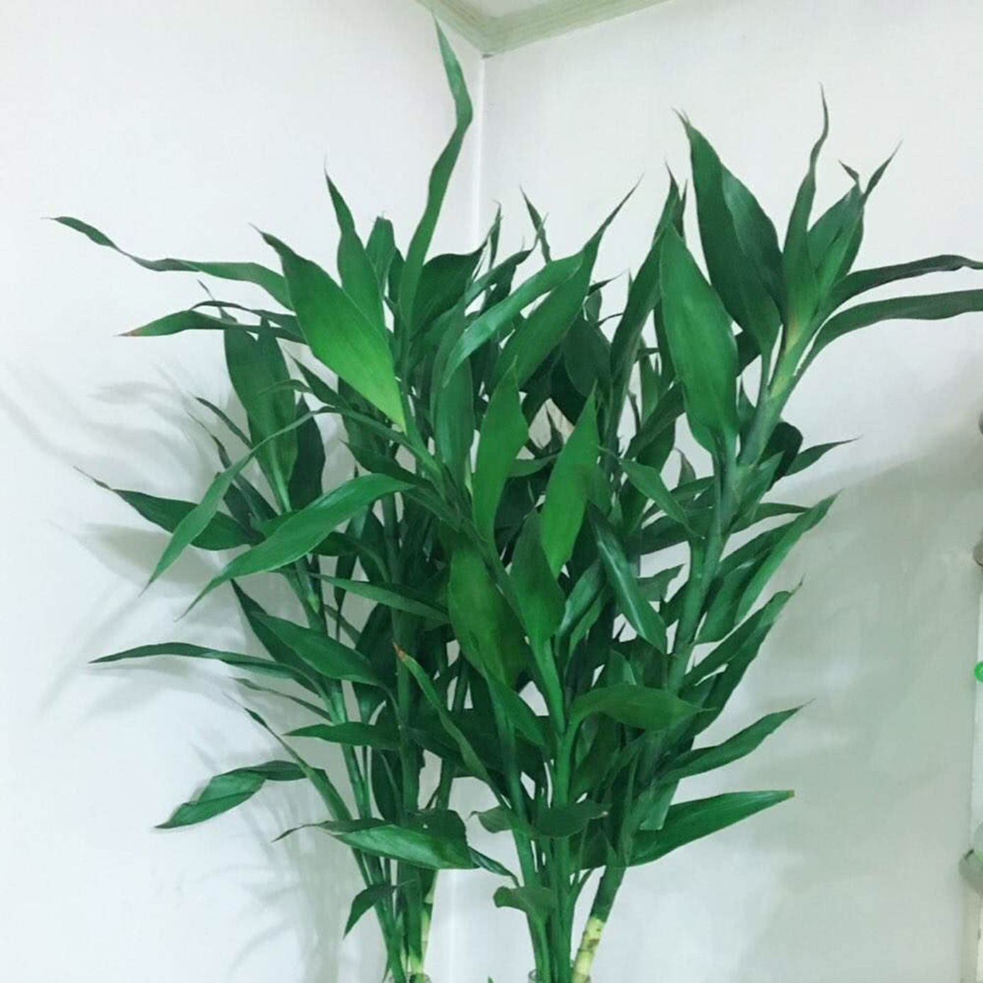 富贵竹怎么养才不黄叶能更旺盛,富贵竹怎么养才能更旺盛小技巧