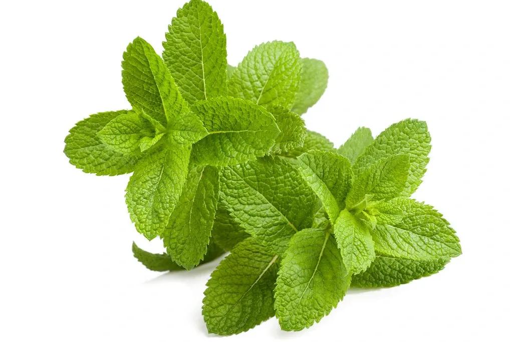 云南的薄荷是哪种,云南的薄荷和外省的薄荷不一样