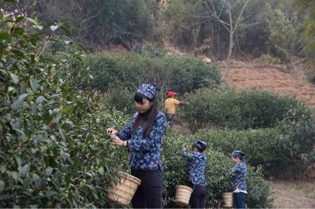 碧螺春茶叶知识,碧螺春茶知识介绍