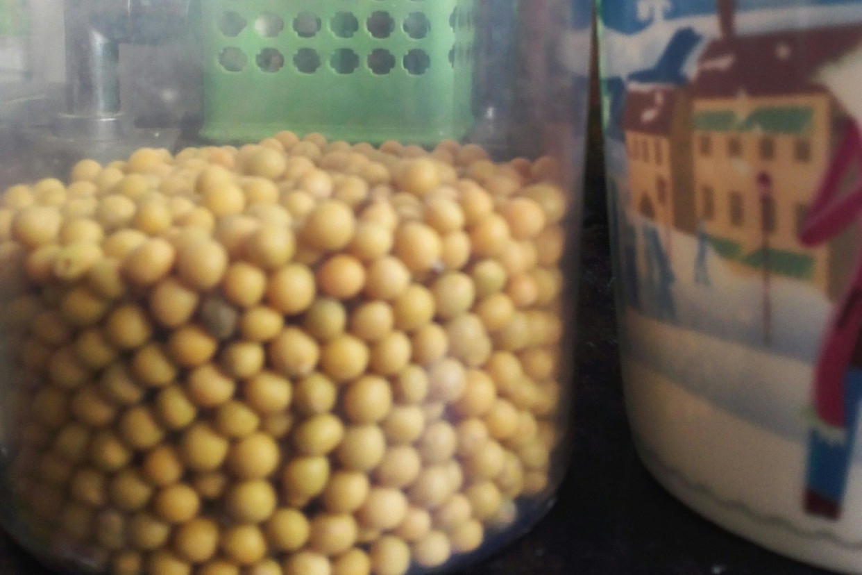 如何用豆芽盆发豆芽,无土栽培发豆芽