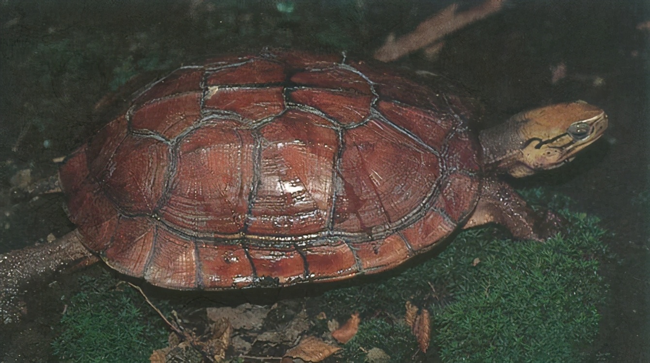 龟类纪录片,龟类图片