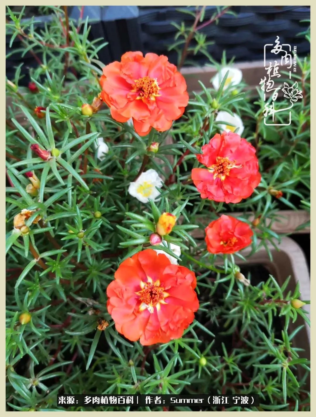 多肉小白新手入门,多肉新手上路请多指教