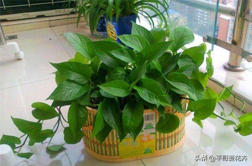 绿萝和绿萝养一起成活率是不是高,成活率高达90%的绿萝扦插方法