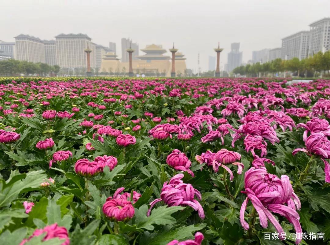 重阳节赏菊正当时，推荐国内这9个地方的赏菊好去处，沉浸式赏花