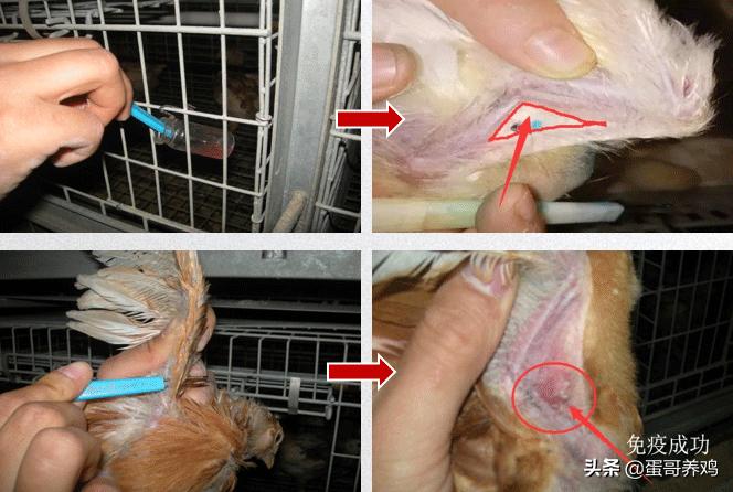 养鸡防疫流程,养鸡防疫最新方法