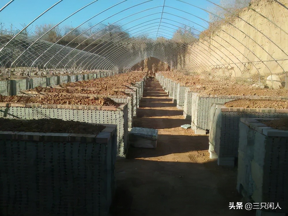 自然养蝎子300个平方能养多少蝎子,想养蝎子不知道蝎子好养还是难养