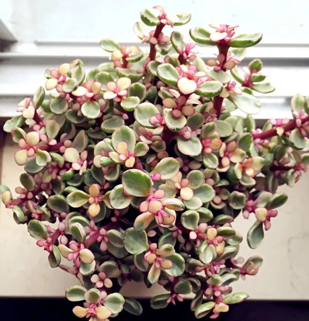 金枝玉叶雅乐之舞冬天怎么养,雅乐之舞多肉怎么才会开花