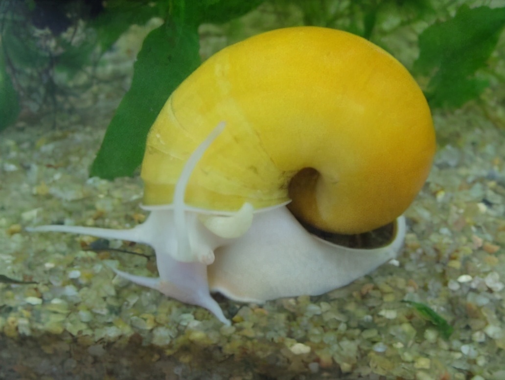 各种各样的真的小蜗牛,美丽的蜗牛图片