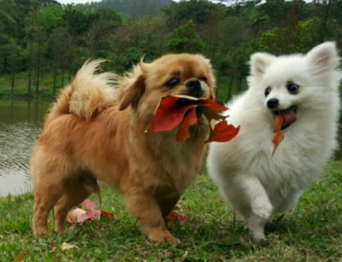 最聪明的十大狗狗品种介绍,史上最全的狗狗品种记得收藏