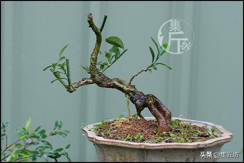 大树型金豆盆景怎么造型,金豆无根老桩栽培技巧