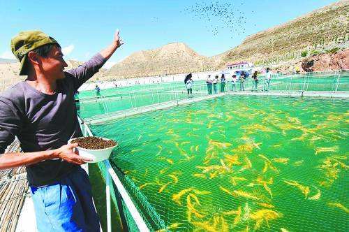 观赏鱼七秒记忆法,关于鱼的10条辟谣