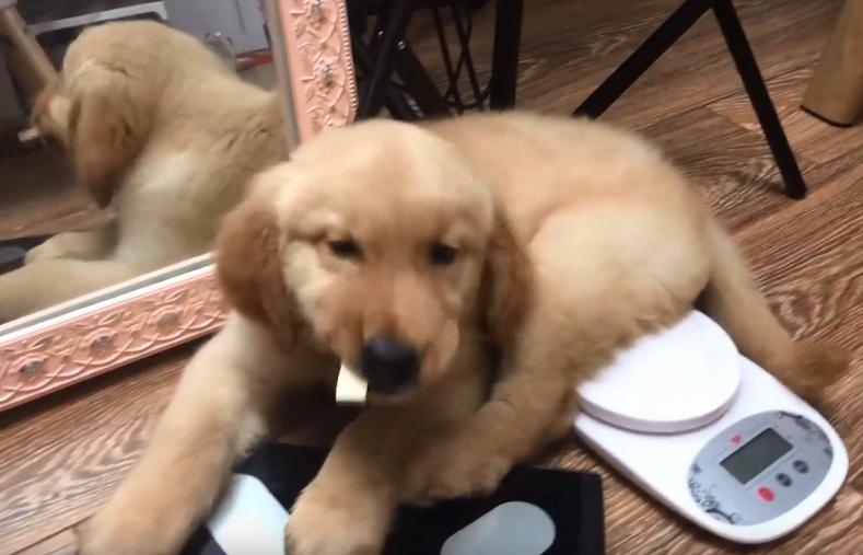 狗狗嚼了一下口香糖没有吞掉,小狗狗吃口香糖