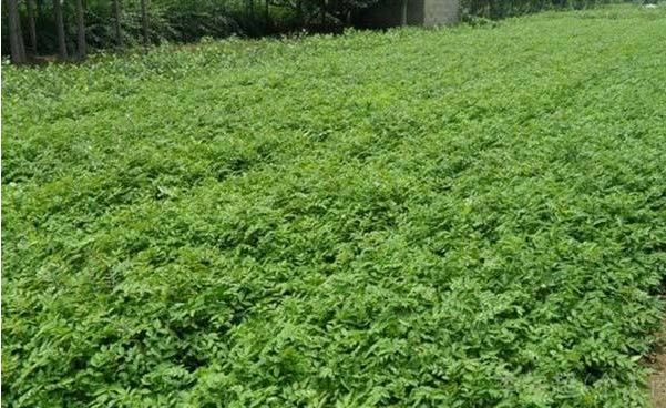 战疫助农滞销品突然销售火爆,战疫助农数据