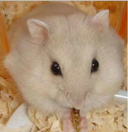 坎贝尔仓鼠和加卡利亚仓鼠,仓鼠生育的小仓鼠种类