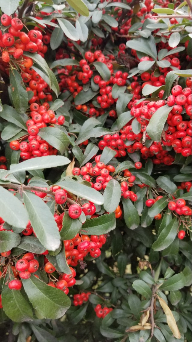 火棘俗称什么名字,火棘又叫什么名字