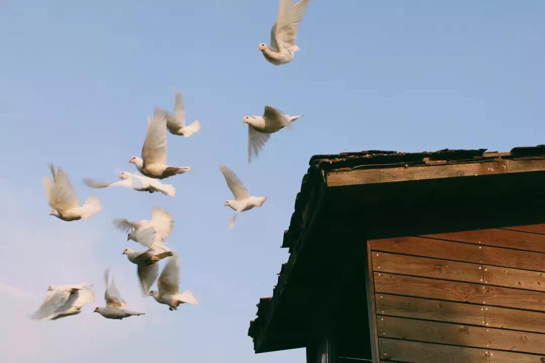 踏春邀请函图片,踏春邀请函