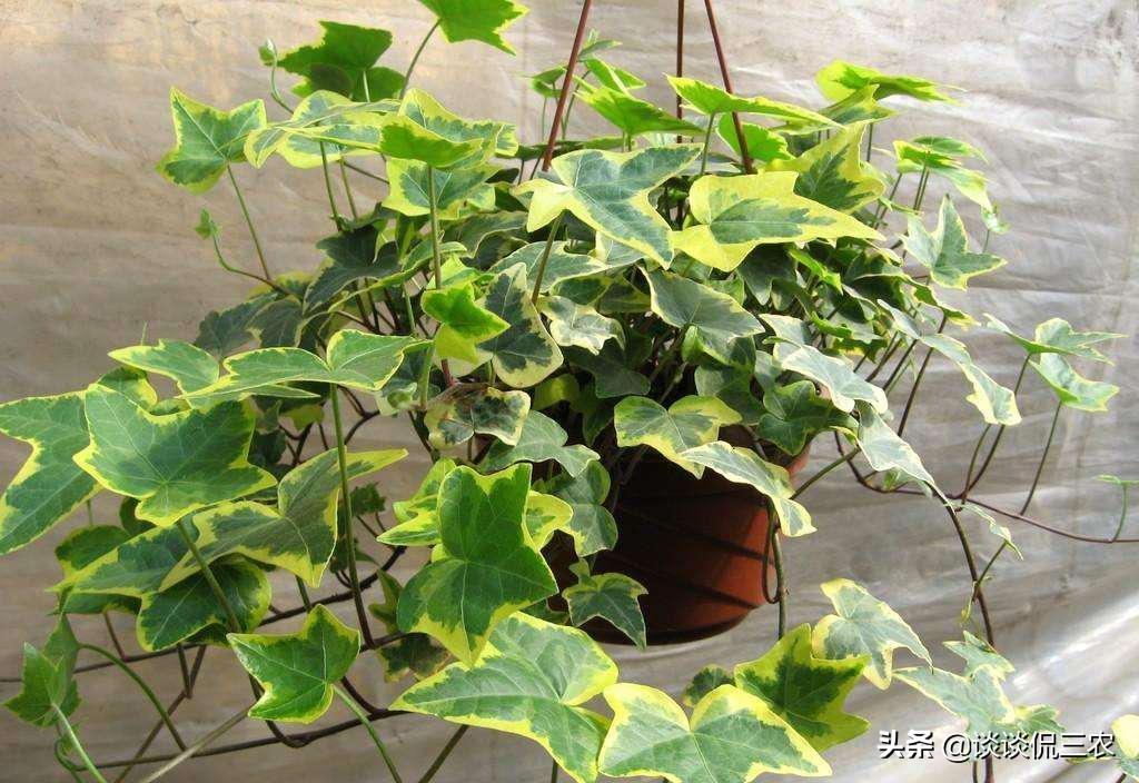 常春藤怎么养才能更旺盛,常春藤怎么养比较茂盛