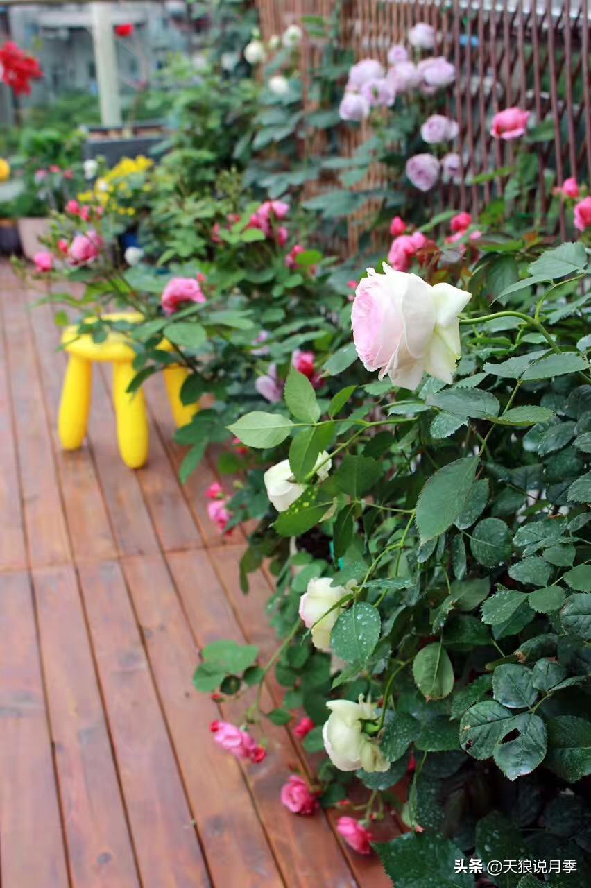 如何打造四季开花的花园,如何打造四季都有花的花园