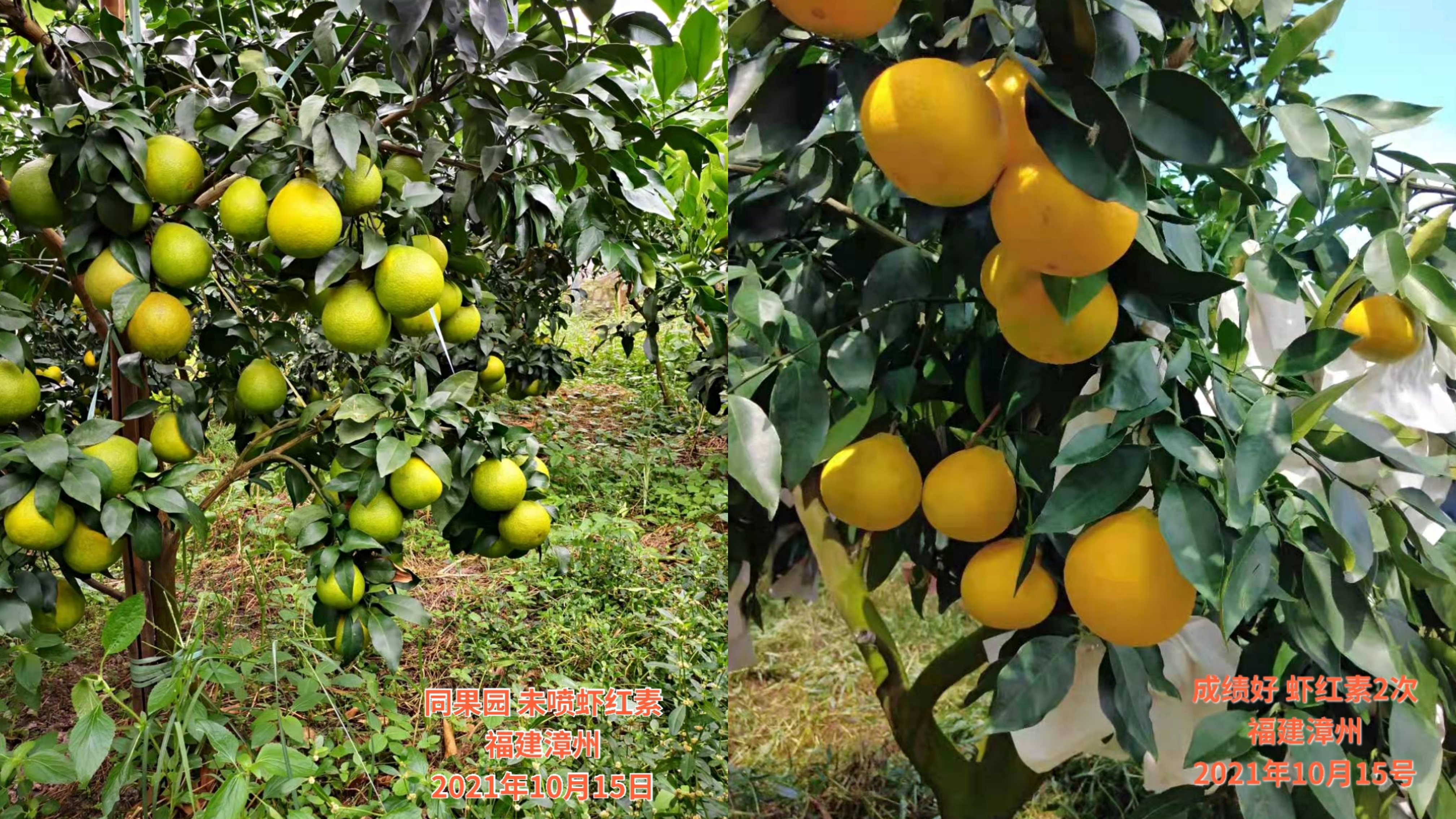 2023爱媛28红美人收购价格,红美人爱媛28号果冻橙多少钱一斤