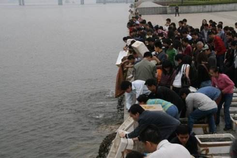 超大金鱼观赏鱼,巨型观赏鱼金鱼