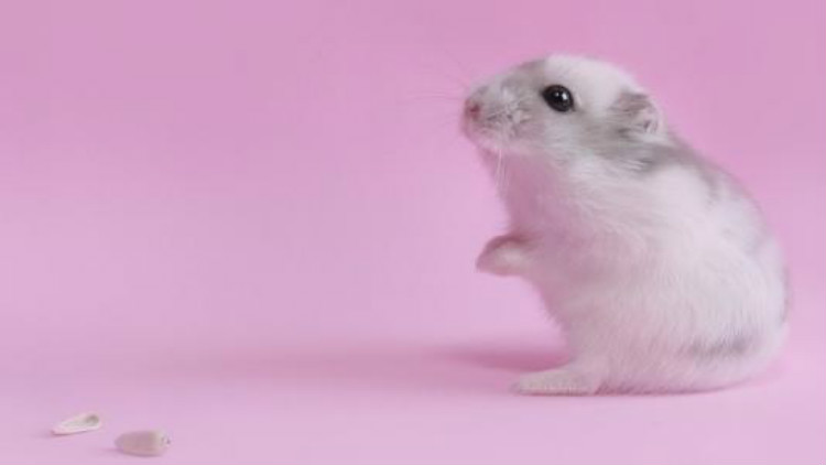 金丝熊仓鼠两只一起养怎么养,分享日常养宠经验之仓鼠