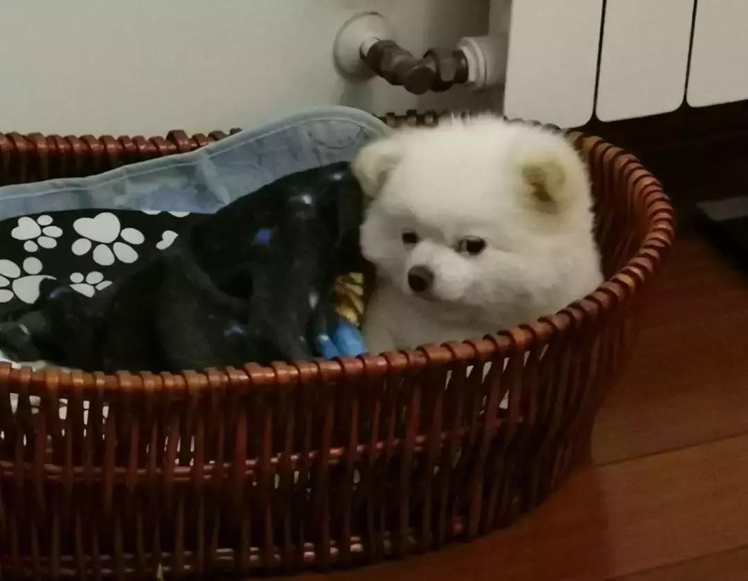 狗狗这么可爱，怎么舍得和它吵架呢？除非忍不住