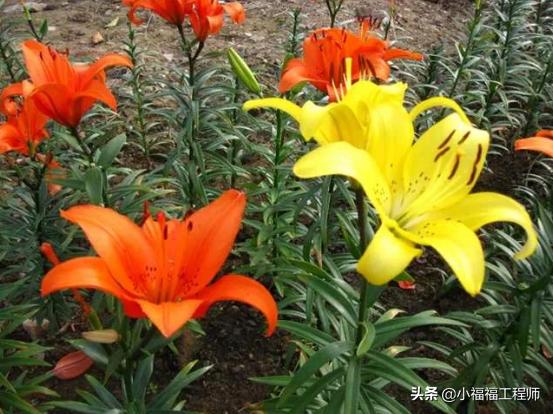 百合里面最香的品种是哪个,哪个品种的百合药用价值高