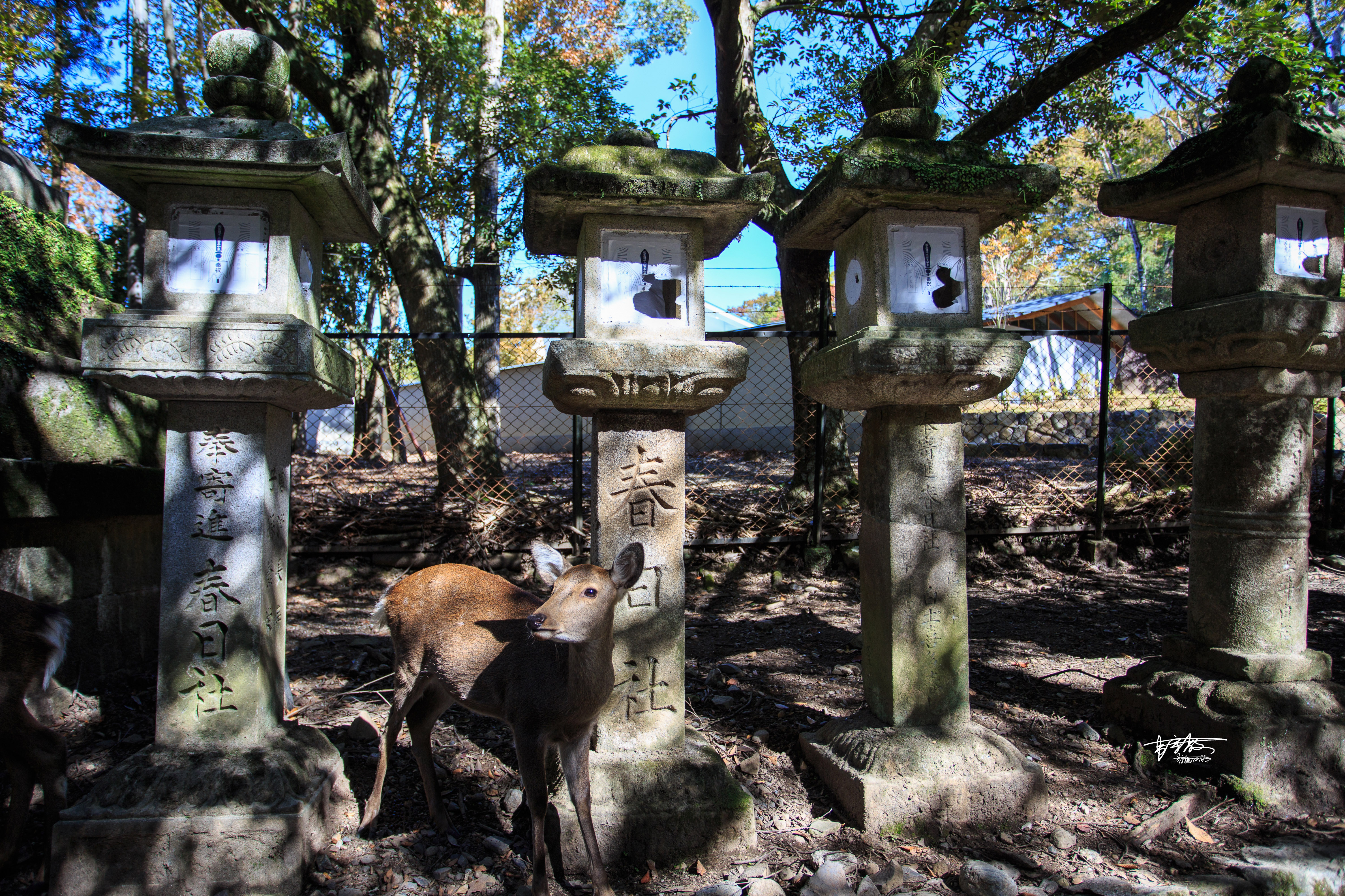 网红打卡景点奈良,日本奈良10大网红打卡景点