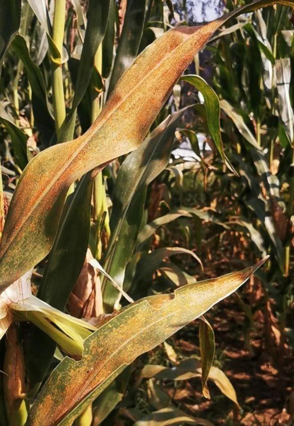 2020年啥时候玉米挂牌,玉米啥时候挂牌