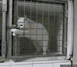 养猫怎么防止猫咪跑丢,猫咪走丢3招快速找回