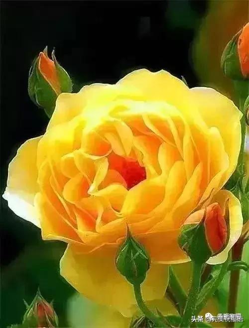 正月初九祝愿大家好运长长久久,正月初九最美好的祝福送给友友们