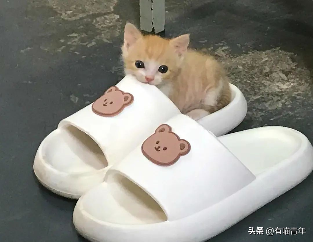 橘猫为什么是魔鬼,橘猫的恐怖之处