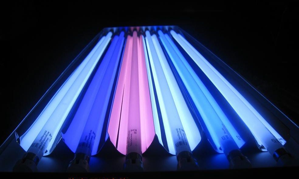 t5鱼缸灯,选灯不求人