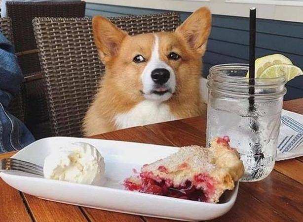 柯基难饲养的几个原因分析,饲养柯基的注意事项