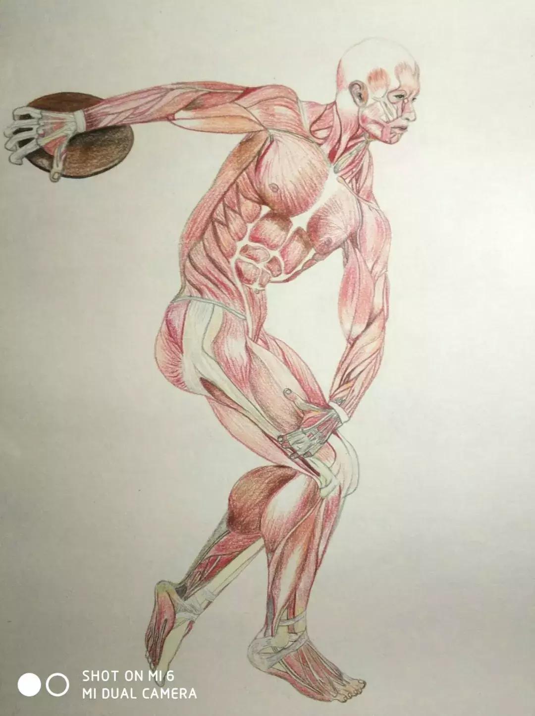 兰大医学生手绘解剖图,南方医科大学学生手绘解剖图