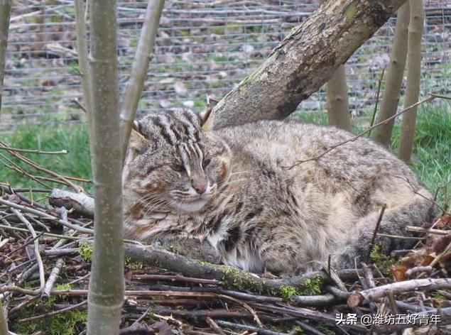 铁狸子学名是什么,铁狸子是什么样的动物
