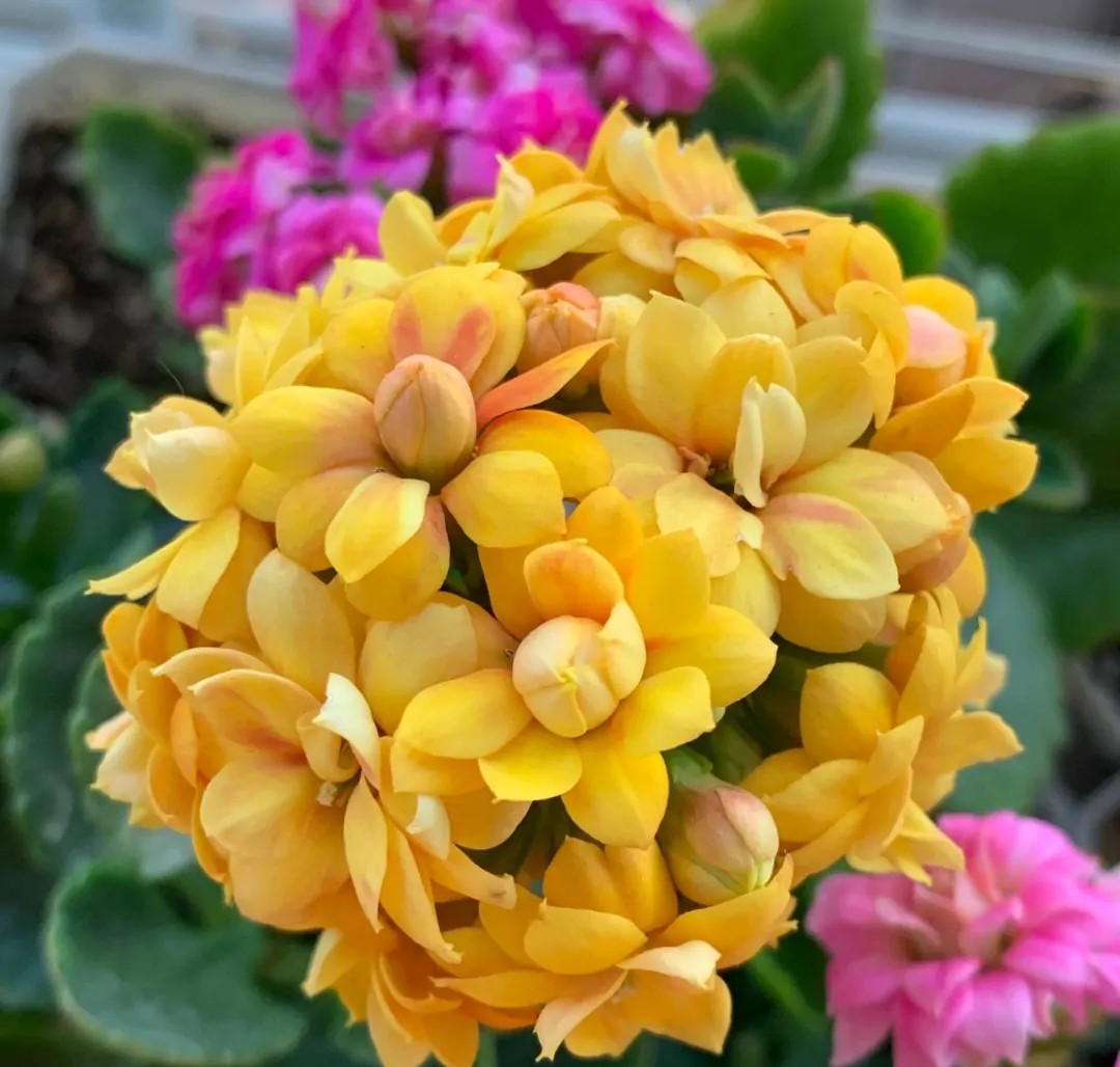 单瓣长寿花品种大全图,长寿花单瓣最好看的品种