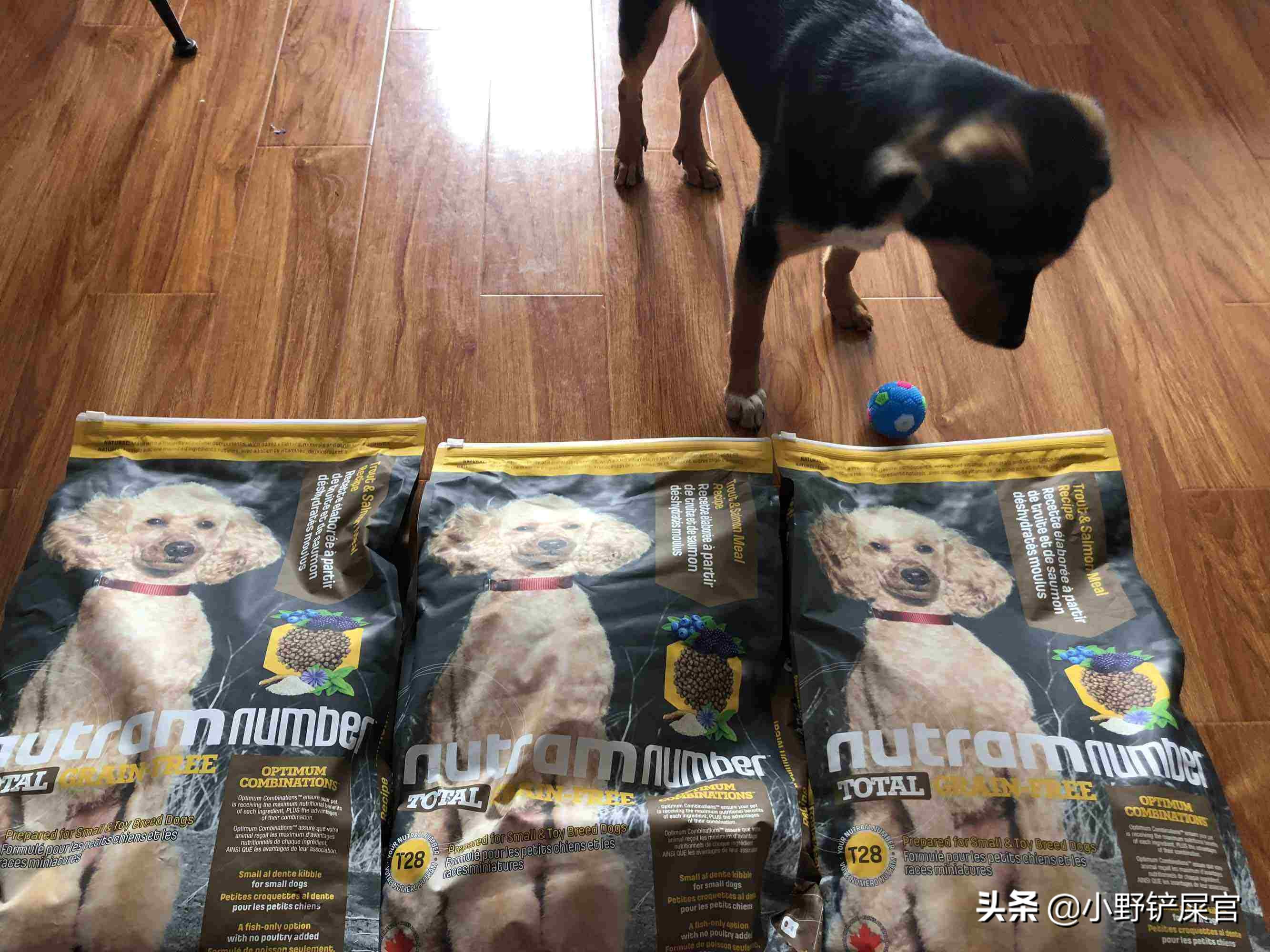 狗狗吃哪一种狗粮比较好,狗狗吃的狗粮哪些才是好狗粮