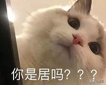 袁咏仪短发发型图片大全,袁咏仪发型短发