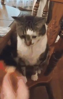 耐用不开裂的菜板推荐,不发霉的菜板测评