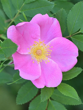 玫瑰花简介带拼音,玫瑰花简介英文版