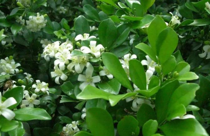 怎么养九里香才能开花,养好一盆九里香诀窍在这里