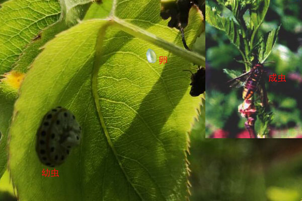 梨树下面的土壤能杀死什么虫,梨树黄粉虫前期图片