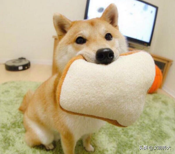 原来小狗狗也害怕打雷,狗狗害怕打雷躲起来要怎么安抚它