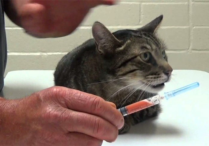 猫咪体重低怎么回事,猫咪体重忽上忽下